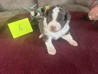 Scarlett #6, a male Miniature Aussiedoodle for sale in New Lebanon, OH – Photo 4 of 8