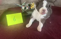 Scarlett #6, a male Miniature Aussiedoodle for sale in New Lebanon, OH – Photo 1 of 8