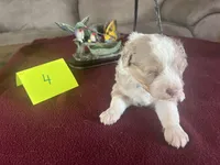 SILAS #4, a male Miniature Aussiedoodle for sale in New Lebanon, OH – Photo 2 of 5