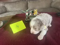 SILAS #4, a male Miniature Aussiedoodle for sale in New Lebanon, OH – Photo 5 of 5