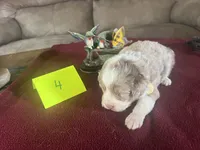 SILAS #4, a male Miniature Aussiedoodle for sale in New Lebanon, OH – Photo 4 of 5