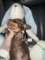 Thor, a male Miniature Dachshund for sale in Manzanola, CO – Photo 7 of 7