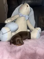 Thor, a male Miniature Dachshund for sale in Manzanola, CO – Photo 5 of 7