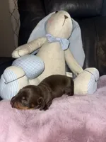 Thor, a male Miniature Dachshund for sale in Manzanola, CO – Photo 4 of 7