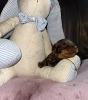 Thor, a male Miniature Dachshund for sale in Manzanola, CO – Photo 2 of 7