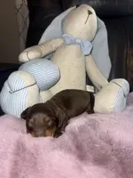 Thor, a male Miniature Dachshund for sale in Manzanola, CO – Photo 3 of 7