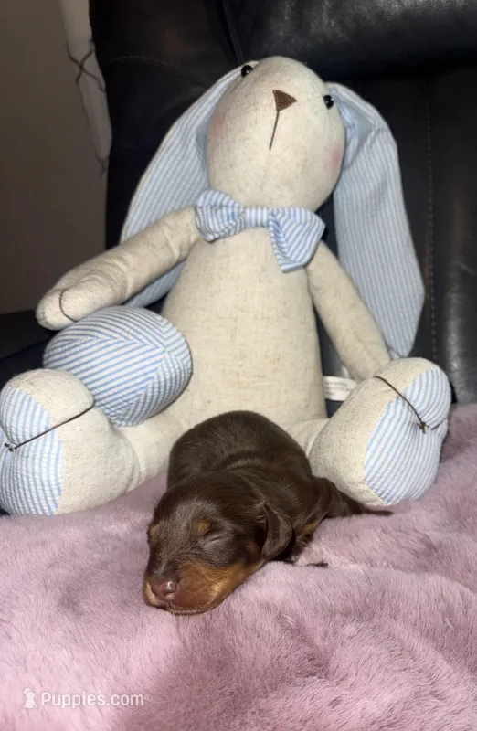 Thor – Miniature Dachshund puppy for sale in Manzanola, CO