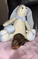 Thor, a male Miniature Dachshund for sale in Manzanola, CO – Photo 1 of 7