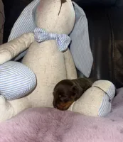 Thor, a male Miniature Dachshund for sale in Manzanola, CO – Photo 6 of 7