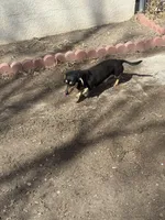 Doc, a male Miniature Dachshund for sale in Manzanola, CO – Photo 5 of 5