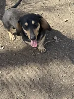Doc, a male Miniature Dachshund for sale in Manzanola, CO – Photo 4 of 5