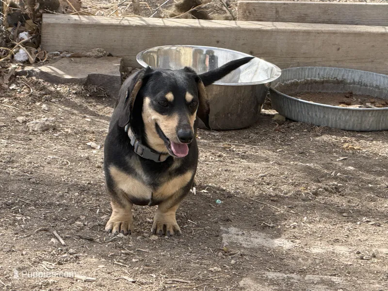 Doc – Miniature Dachshund puppy for sale in Manzanola, CO