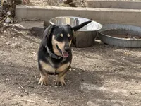 Doc, a male Miniature Dachshund for sale in Manzanola, CO – Photo 1 of 5
