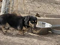 Doc, a male Miniature Dachshund for sale in Manzanola, CO – Photo 2 of 5