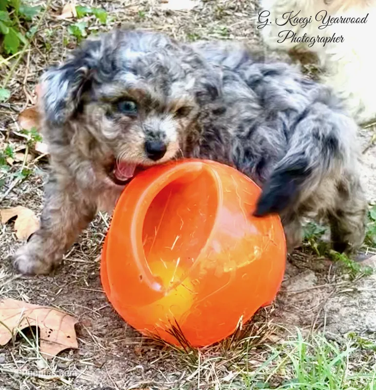 Picasso Blue Eye Toy Merle – Miniature Aussiedoodle puppy for sale in North Little Rock, AR