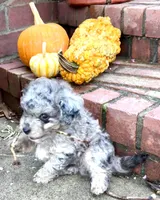 Tattoo's Picasso Toy Merle, a male Miniature Aussiedoodle for sale in North Little Rock, AR – 6 of 10