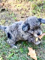 Tattoo's Dolly, Mini Blue Merle, a female Miniature Aussiedoodle for sale in North Little Rock, AR – 1 of 8