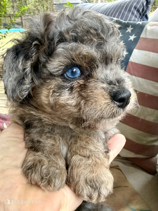 Picasso Blue Eye Toy Merle – Miniature Aussiedoodle puppy for sale in North Little Rock, AR