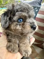 Tattoo's Picasso Toy Merle, a male Miniature Aussiedoodle for sale in North Little Rock, AR – 2 of 10