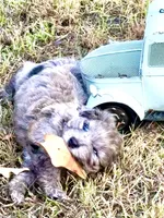Tattoo's Dolly, Mini Blue Merle, a female Miniature Aussiedoodle for sale in North Little Rock, AR – 3 of 8