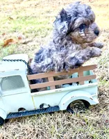 Tattoo's Picasso Toy Merle, a male Miniature Aussiedoodle for sale in North Little Rock, AR – 9 of 10