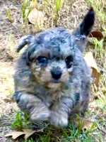 Tattoo's Picasso Toy Merle, a male Miniature Aussiedoodle for sale in North Little Rock, AR – 8 of 10