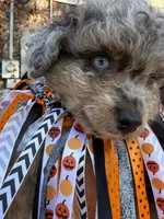 Picasso Blue Eye Toy Merle, a male Poodle - Toy  and Miniature Aussiedoodle for sale in North Little Rock, AR – 10 of 10