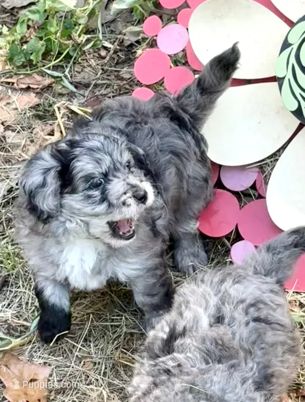 Lieutenant Dan, MIni Blue Merle – Miniature Aussiedoodle puppy for sale in North Little Rock, AR