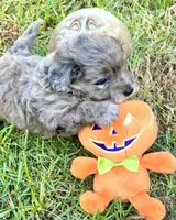 Tattoo's Dolly, Mini Blue Merle, a female Miniature Aussiedoodle for sale in North Little Rock, AR – 2 of 8