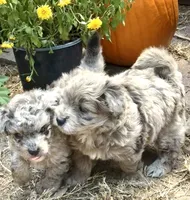 Tattoo's Dolly, Mini Blue Merle, a female Miniature Aussiedoodle for sale in North Little Rock, AR – 4 of 8