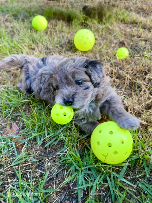 Tattoo's Dolly, Mini Blue Merle – Miniature Aussiedoodle puppy for sale in North Little Rock, AR