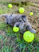 Tattoo's Dolly, Mini Blue Merle, a female Miniature Aussiedoodle for sale in North Little Rock, AR – 8 of 8