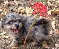 Picasso Blue Eye Toy Merle, a male Poodle - Toy  and Miniature Aussiedoodle for sale in North Little Rock, AR – 3 of 10
