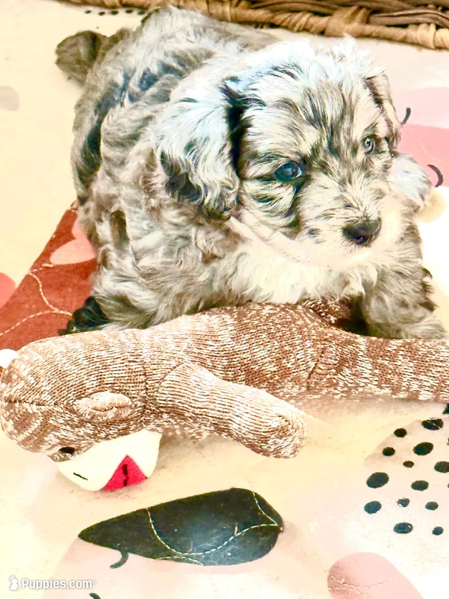 Lieutenant Dan, MIni Blue Merle, a male Miniature Aussiedoodle for sale in North Little Rock, AR – 1 of 9