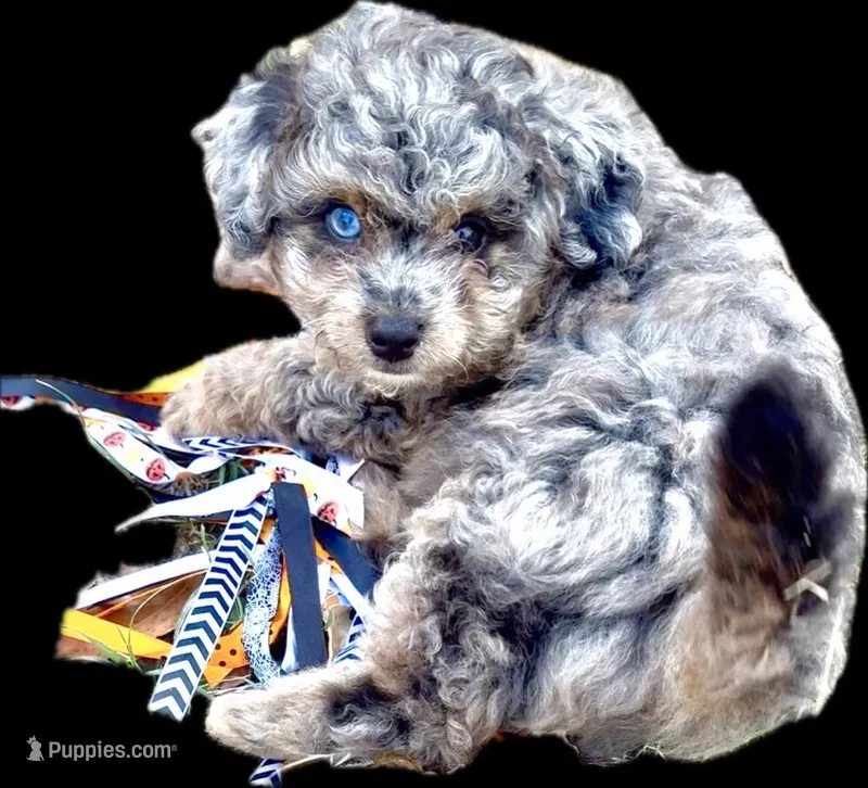 Picasso Blue Eye Toy Merle – Poodle - Toy , Miniature Aussiedoodle puppy for sale in North Little Rock, AR