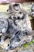 Tattoo's Dolly, Mini Blue Merle, a female Miniature Aussiedoodle for sale in North Little Rock, AR – 7 of 8