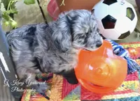 Lieutenant Dan, MIni Blue Merle, a male Miniature Aussiedoodle for sale in North Little Rock, AR – 6 of 9