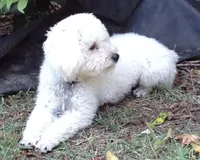 Lieutenant Dan, MIni Blue Merle, a male Miniature Aussiedoodle for sale in North Little Rock, AR – 9 of 9