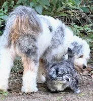 Lieutenant Dan, MIni Blue Merle, a male Miniature Aussiedoodle for sale in North Little Rock, AR – 8 of 9