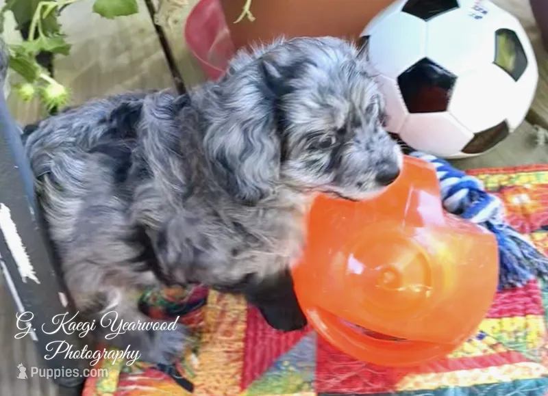 Lieutenant Dan, MIni Blue Merle – Miniature Aussiedoodle puppy for sale in North Little Rock, AR