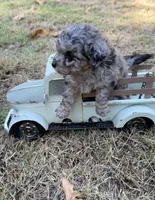 Tattoo's Picasso Toy Merle, a male Miniature Aussiedoodle for sale in North Little Rock, AR – 4 of 10