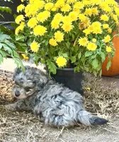 Tattoo's Picasso Toy Merle, a male Miniature Aussiedoodle for sale in North Little Rock, AR – 7 of 10