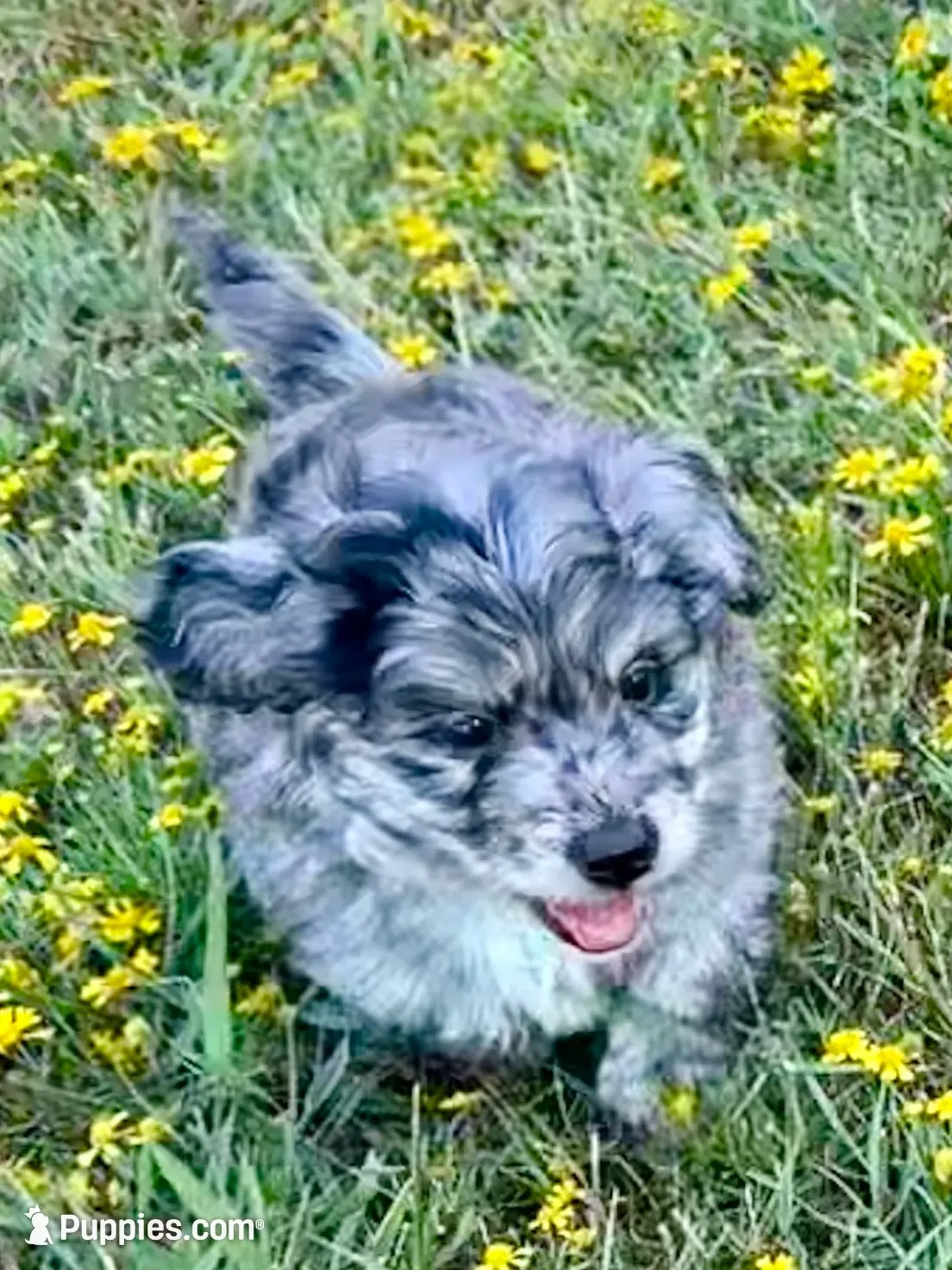 Lieutenant Dan, MIni Blue Merle, a male Miniature Aussiedoodle for sale in North Little Rock, AR – 3 of 9