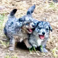 Lieutenant Dan, MIni Blue Merle, a male Miniature Aussiedoodle for sale in North Little Rock, AR – 7 of 9