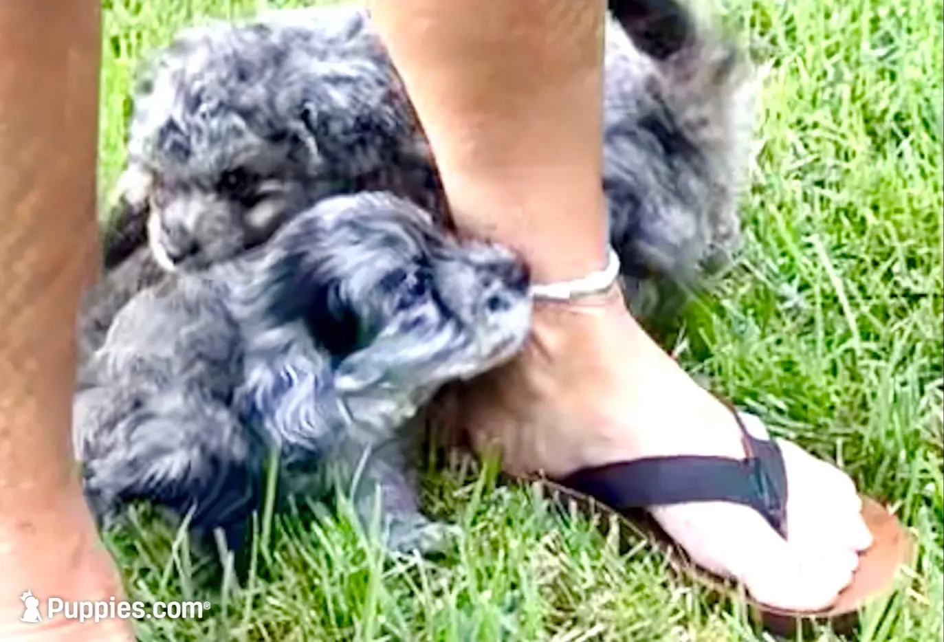 Lieutenant Dan, MIni Blue Merle, a male Miniature Aussiedoodle for sale in North Little Rock, AR – 4 of 9