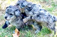 Tattoo's Picasso Toy Merle, a male Miniature Aussiedoodle for sale in North Little Rock, AR – 5 of 10