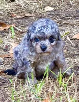Tattoo's Picasso Toy Merle, a male Miniature Aussiedoodle for sale in North Little Rock, AR – 10 of 10