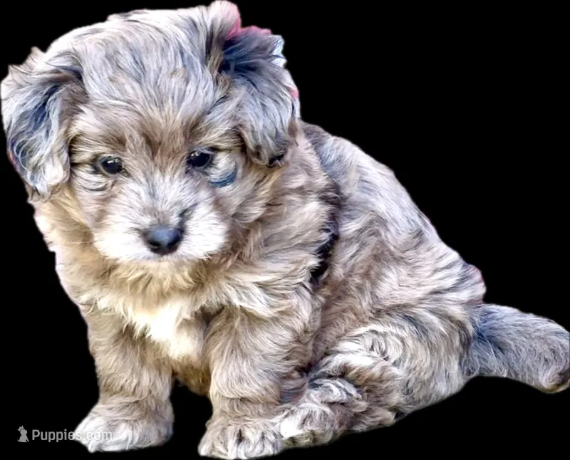 Tattoo's Dolly, Mini Blue Merle – Miniature Aussiedoodle puppy for sale in North Little Rock, AR
