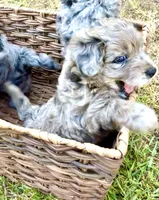 Tattoo's Dolly, Mini Blue Merle, a female Miniature Aussiedoodle for sale in North Little Rock, AR – 6 of 8
