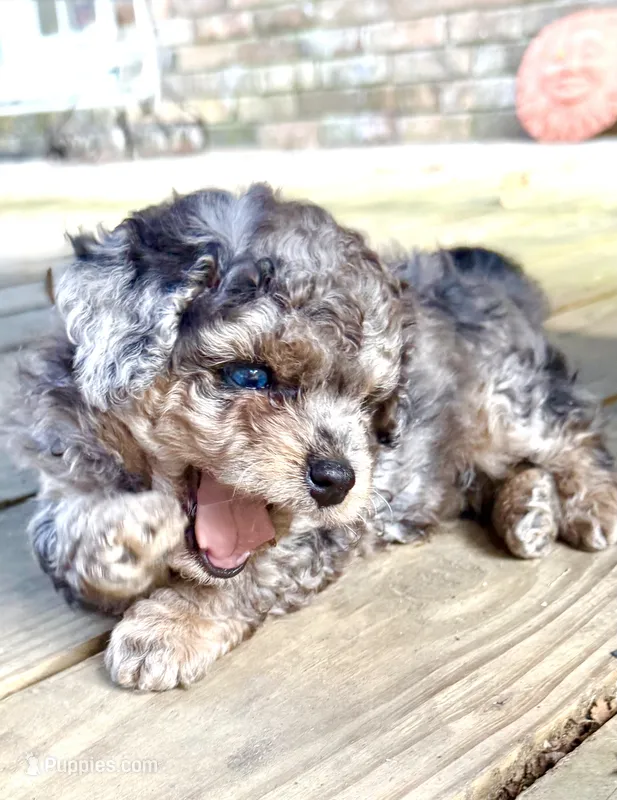 Tattoo's Picasso Toy Merle – Miniature Aussiedoodle puppy for sale in North Little Rock, AR